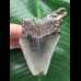 8,5 cm blauer Zahn des Megalodon 8,5 cm blauer Zahn des Megalodon