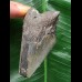 8,5 cm blauer Zahn des Megalodon 8,5 cm blauer Zahn des Megalodon