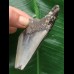 8,5 cm blauer Zahn des Megalodon 8,5 cm blauer Zahn des Megalodon
