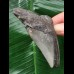 8,5 cm blauer Zahn des Megalodon 8,5 cm blauer Zahn des Megalodon