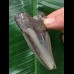 8,5 cm blauer Zahn des Megalodon 8,5 cm blauer Zahn des Megalodon