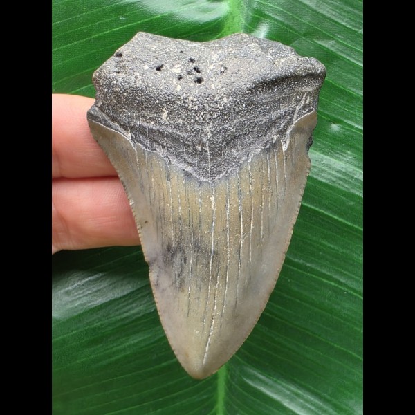 7,1 cm grauer Zahn des Megalodon 7,1 cm grauer Zahn des Megalodon