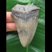 7,1 cm grauer Zahn des Megalodon 7,1 cm grauer Zahn des Megalodon