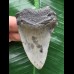 7,1 cm grauer Zahn des Megalodon 7,1 cm grauer Zahn des Megalodon
