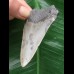 7,1 cm grauer Zahn des Megalodon 7,1 cm grauer Zahn des Megalodon