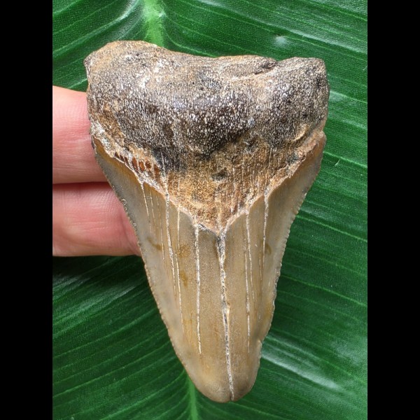 6,5 cm dolchförmiger Zahn des Megalodon 6,5 cm dolchförmiger Zahn des Megalodon