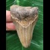 6,5 cm dolchförmiger Zahn des Megalodon 6,5 cm dolchförmiger Zahn des Megalodon