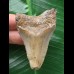 6,5 cm dolchförmiger Zahn des Megalodon 6,5 cm dolchförmiger Zahn des Megalodon