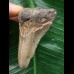 6,5 cm dolchförmiger Zahn des Megalodon 6,5 cm dolchförmiger Zahn des Megalodon