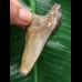 6,5 cm dolchförmiger Zahn des Megalodon 6,5 cm dolchförmiger Zahn des Megalodon