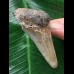 6,5 cm dolchförmiger Zahn des Megalodon 6,5 cm dolchförmiger Zahn des Megalodon