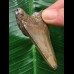 6,5 cm dolchförmiger Zahn des Megalodon 6,5 cm dolchförmiger Zahn des Megalodon