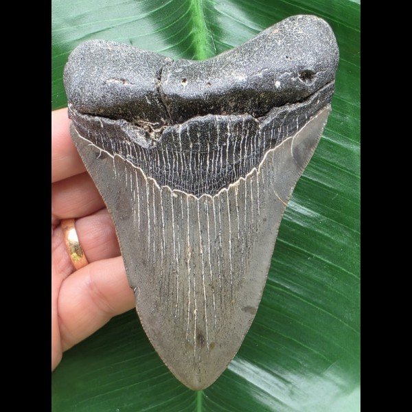 11,3 cm blaugrauer Zahn des Megalodon 11,3 cm blaugrauer Zahn des Megalodon
