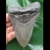 11,3 cm blaugrauer Zahn des Megalodon 11,3 cm blaugrauer Zahn des Megalodon