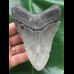 11,3 cm blaugrauer Zahn des Megalodon 11,3 cm blaugrauer Zahn des Megalodon