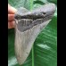 11,3 cm blaugrauer Zahn des Megalodon 11,3 cm blaugrauer Zahn des Megalodon