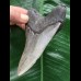 11,3 cm blaugrauer Zahn des Megalodon 11,3 cm blaugrauer Zahn des Megalodon