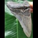 11,3 cm blaugrauer Zahn des Megalodon 11,3 cm blaugrauer Zahn des Megalodon
