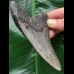 11,3 cm blaugrauer Zahn des Megalodon 11,3 cm blaugrauer Zahn des Megalodon