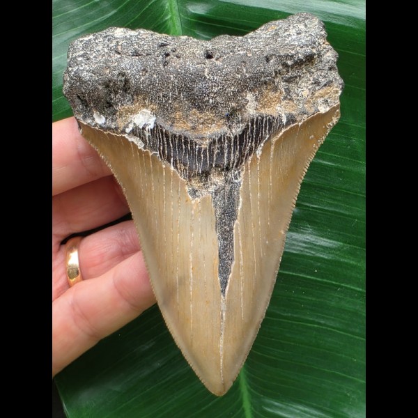11,2 cm dolchförmiger Zahn des Megalodon 11,2 cm dolchförmiger Zahn des Megalodon