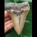 11,2 cm dolchförmiger Zahn des Megalodon 11,2 cm dolchförmiger Zahn des Megalodon