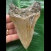 11,2 cm dolchförmiger Zahn des Megalodon 11,2 cm dolchförmiger Zahn des Megalodon