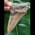 11,2 cm dolchförmiger Zahn des Megalodon 11,2 cm dolchförmiger Zahn des Megalodon
