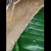 11,2 cm dolchförmiger Zahn des Megalodon 11,2 cm dolchförmiger Zahn des Megalodon