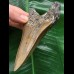11,2 cm dolchförmiger Zahn des Megalodon 11,2 cm dolchförmiger Zahn des Megalodon
