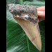 11,2 cm dolchförmiger Zahn des Megalodon 11,2 cm dolchförmiger Zahn des Megalodon