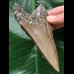 11,2 cm dolchförmiger Zahn des Megalodon 11,2 cm dolchförmiger Zahn des Megalodon