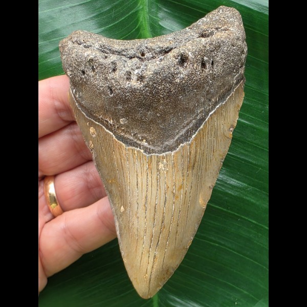 11,0 cm brauner Zahn des Megalodon 11,0 cm brauner Zahn des Megalodon