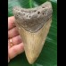 11,0 cm brauner Zahn des Megalodon 11,0 cm brauner Zahn des Megalodon