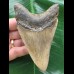 11,0 cm brauner Zahn des Megalodon 11,0 cm brauner Zahn des Megalodon