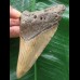 11,0 cm brauner Zahn des Megalodon 11,0 cm brauner Zahn des Megalodon