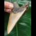 11,0 cm brauner Zahn des Megalodon 11,0 cm brauner Zahn des Megalodon