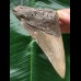 11,0 cm brauner Zahn des Megalodon 11,0 cm brauner Zahn des Megalodon