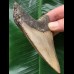 11,0 cm brauner Zahn des Megalodon 11,0 cm brauner Zahn des Megalodon