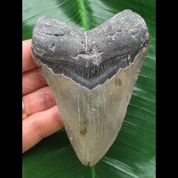 10,5 cm grauer Zahn des Megalodon 10,5 cm grauer Zahn des Megalodon