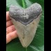 10,5 cm grauer Zahn des Megalodon 10,5 cm grauer Zahn des Megalodon
