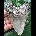 10,5 cm grauer Zahn des Megalodon 10,5 cm grauer Zahn des Megalodon