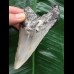10,5 cm grauer Zahn des Megalodon 10,5 cm grauer Zahn des Megalodon