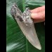 10,5 cm grauer Zahn des Megalodon 10,5 cm grauer Zahn des Megalodon