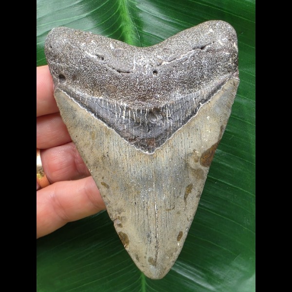 11,0 cm blauer Zahn des Megalodon 11,0 cm blauer Zahn des Megalodon