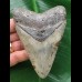 11,0 cm blauer Zahn des Megalodon 11,0 cm blauer Zahn des Megalodon