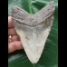 11,0 cm blauer Zahn des Megalodon 11,0 cm blauer Zahn des Megalodon