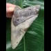 11,0 cm blauer Zahn des Megalodon 11,0 cm blauer Zahn des Megalodon