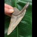 11,0 cm blauer Zahn des Megalodon 11,0 cm blauer Zahn des Megalodon