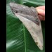 11,0 cm blauer Zahn des Megalodon 11,0 cm blauer Zahn des Megalodon