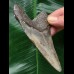 11,0 cm blauer Zahn des Megalodon 11,0 cm blauer Zahn des Megalodon